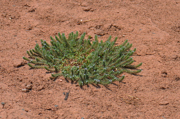 Bigbract Verbena is a native low growing prostrate herbaceous plant the prefers to grow in waste places, roadsides and fields. Verbena bracteata 